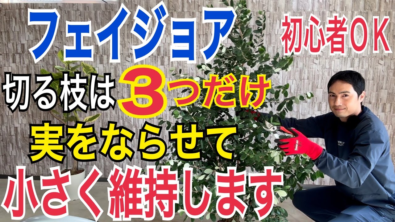 【フェイジョア剪定】実をならせて小さく育てる方法を実践解説します！切る枝は3つだけでＯＫ！【園芸】【ガーデニング】【造園】