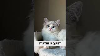 Why Cats Hog The Blankets