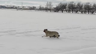 Starved Mother Dog Carried Food To Feed Per Hungry Puppies Freezing In The Snow by Animal Relief 423 views 2 months ago 3 minutes, 40 seconds