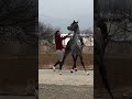 #music #song #singer #love #lyrics #horse #моялошадь #лошади #лошадки #stallion