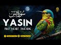 Peaceful Surah Yasin (Yaseen) سورة يس for Deep Sleep & Anxiety ✦ Relaxing Quran Recitation