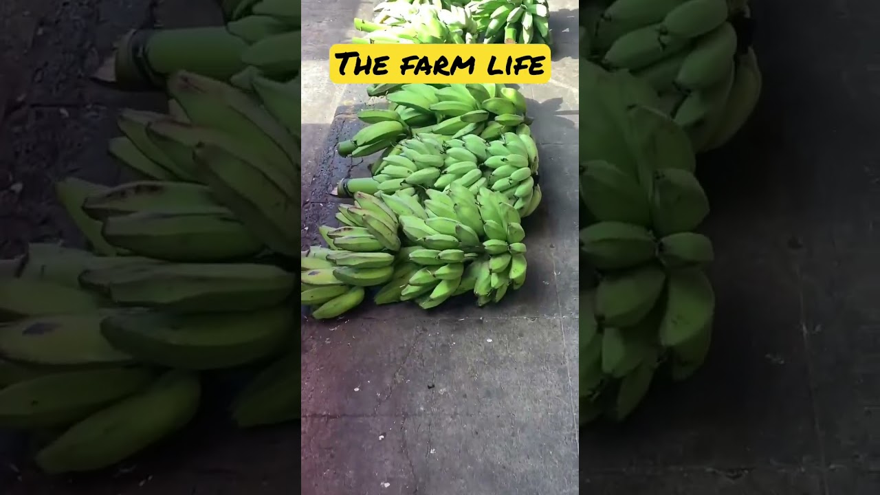 THE FARM LIFE banana delivery
