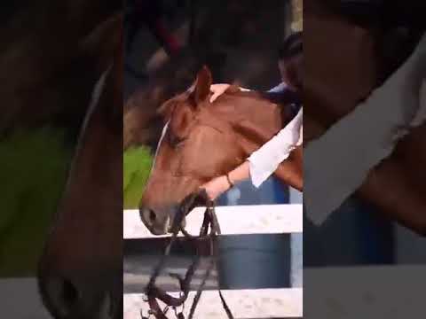 ولنا في حب الخيل حياه