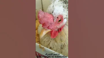 صوت دجاجة حاضنة للبيض تربية الدجاج البلدي 