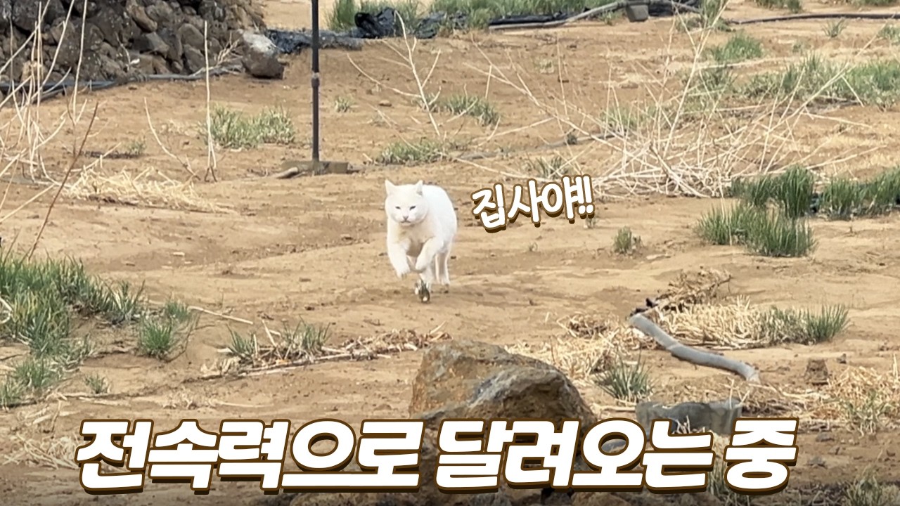 집사를 발견하고 전속력으로 달려오는 고양이 (감동이야...)