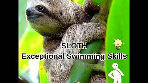 Ten Weird But True Fun Facts About Sloths That Will Blow Your Mind!