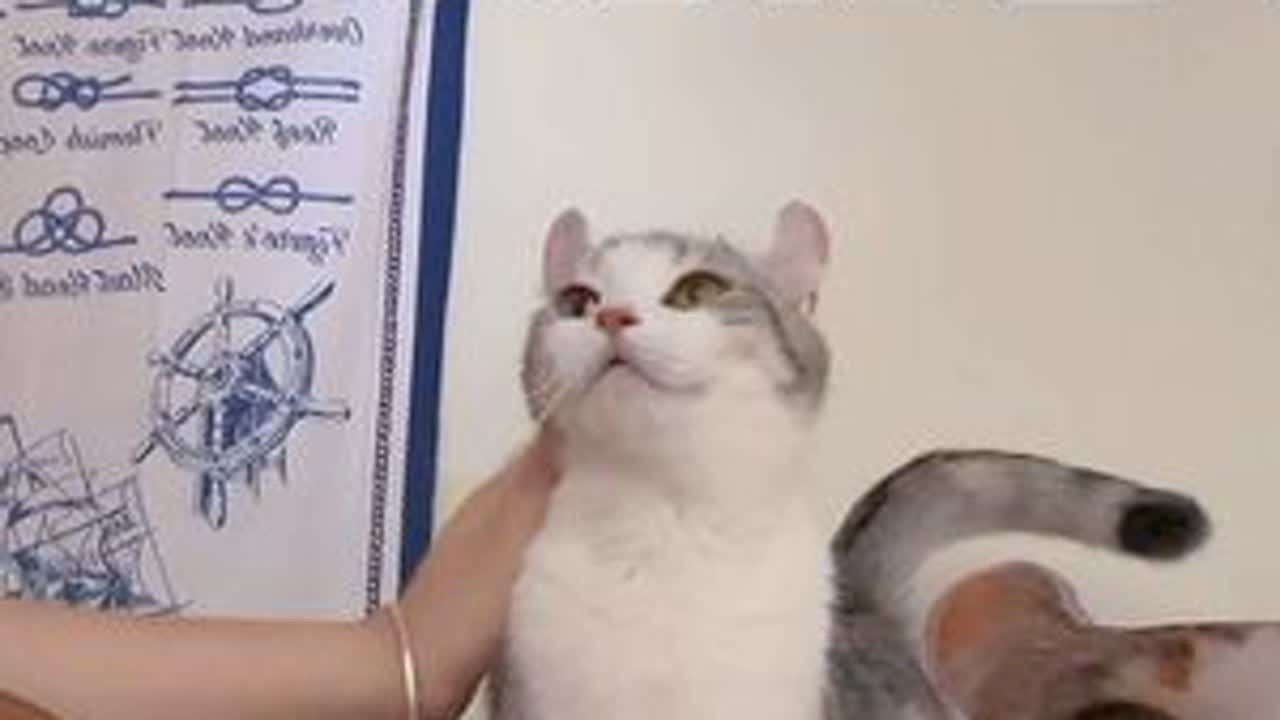 花卷母性太强，听网友建议隔离断奶，每天抽个时间让它们母子团聚。见不到孩子的花卷一直喵喵叫，我弹琴给它听，安抚花卷的情绪～#卷耳猫花卷 #无声卡清唱