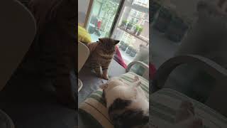 Try not to laugh Funniest Cats and Dogs Challenge of the week 😂 #cat #funny #pets #funnycats