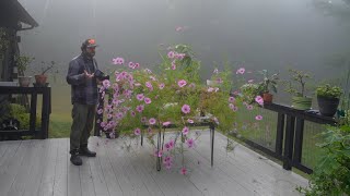Pruning Cosmos and talking about the idea of an infinite sellout. Relaxing. 4K