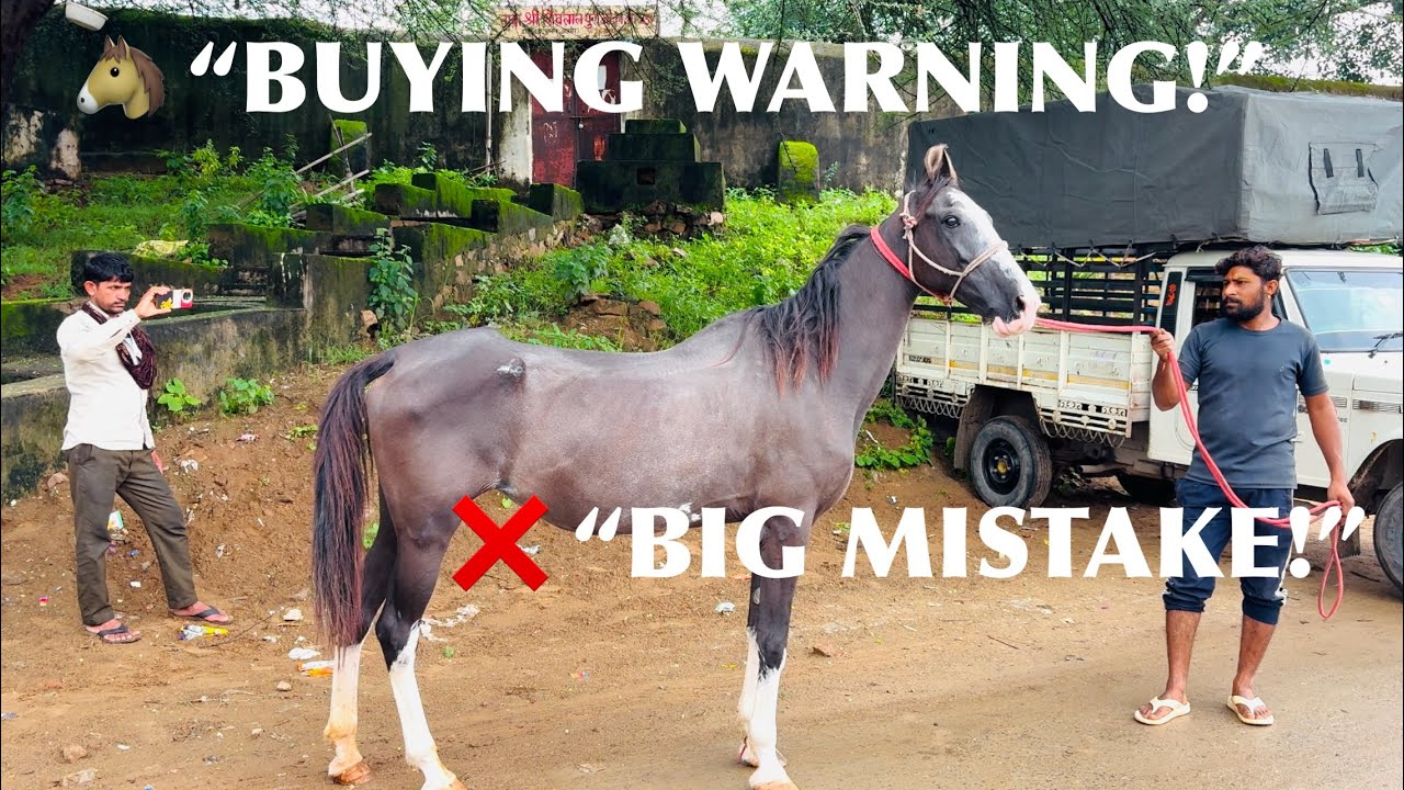  🐎 GHODA KHARIDNE WALON KI SABSE BADI GALTI – Tum Mat Karna! ❌ 😰 #horsebuyingtips #horsecare 