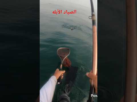 طريقة صيد غريبة صياد يحمل السمك بمصرب كرة تنس