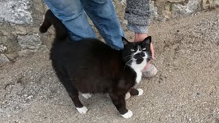 When Dali the cat saw me, she came running to me and started purring loudly by meow meow 2,748 views 2 days ago 3 minutes, 20 seconds