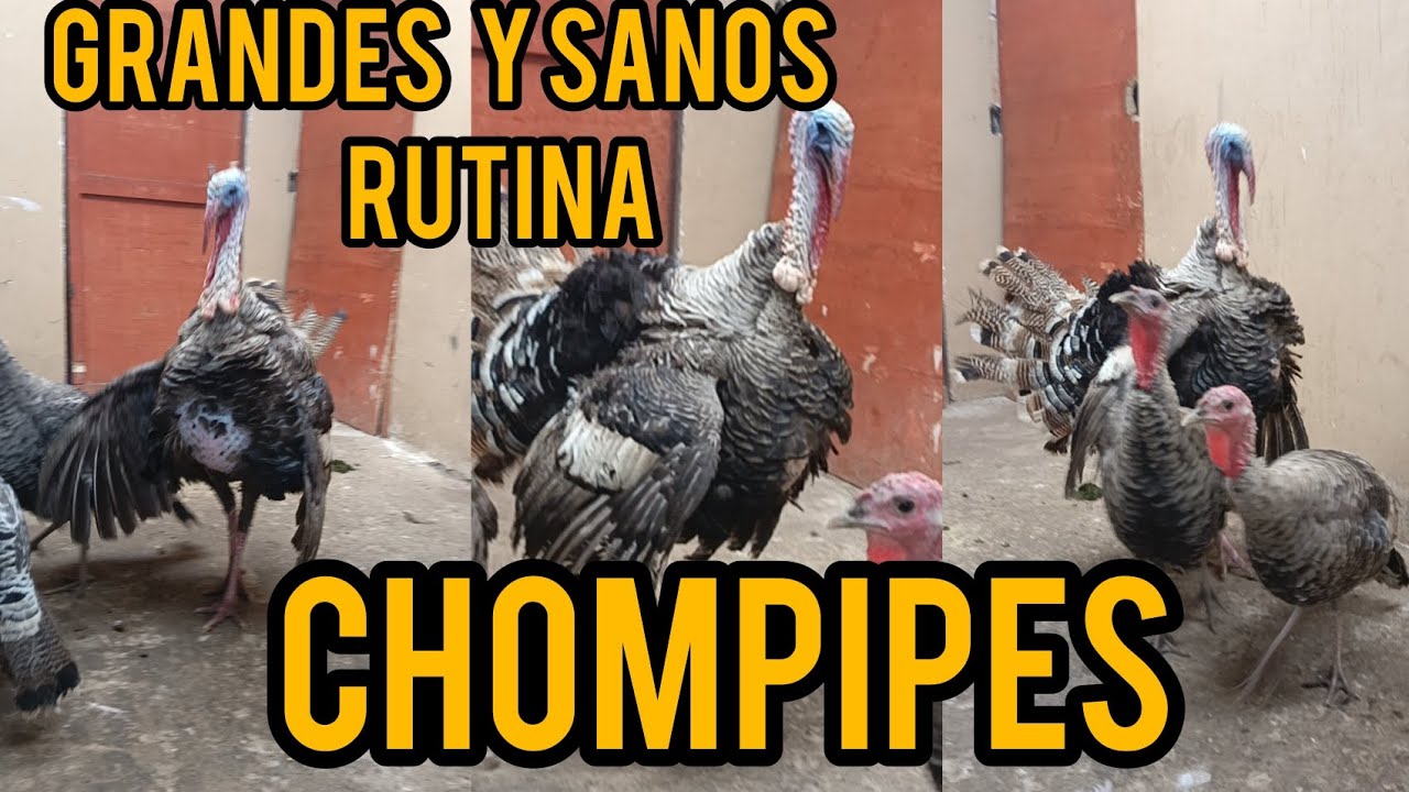 chompipes 🦃 grandes y sanos listos para comer mi rutina+ cuidados + más ...