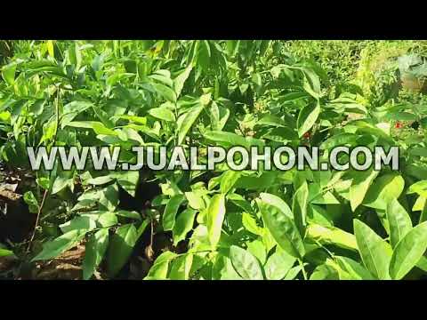 Jual Bibit Buah Manggis Jepang Stok Banyak