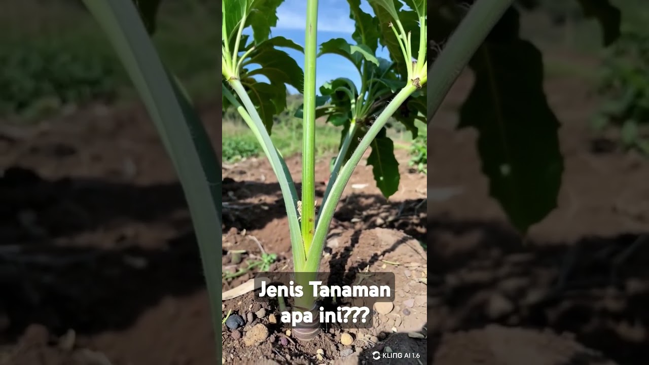 Tanaman Aneh Tanpa Nama 