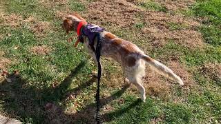English Setter Shelter Rescue #englishsetter #rescuedog  @ The Hillbilly Hoarder