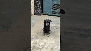 #trending #dog #labrador #funny #viral #pets #cute #trending #shorts #youtubeshorts #youtube #love