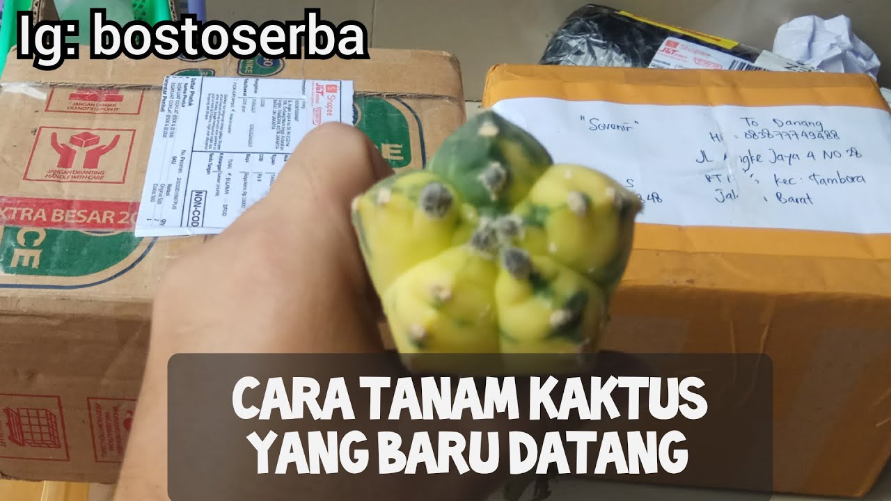 CARA MENANAM TANAMAN KAKTUS YANG BARU DATANG DAN MEDIA TANAM YANG