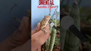 Interview with Oriental Garden Lizard #garden #gardening #kids