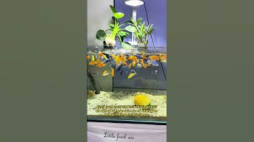 Đừng để cá của bạn bị ảnh hưởng bởi nước máy! Hãy cùng khám phá sản phẩm khử clo hữu ích này