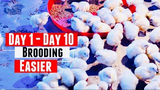 Broiler Brooding Best Management Practices - Day 10