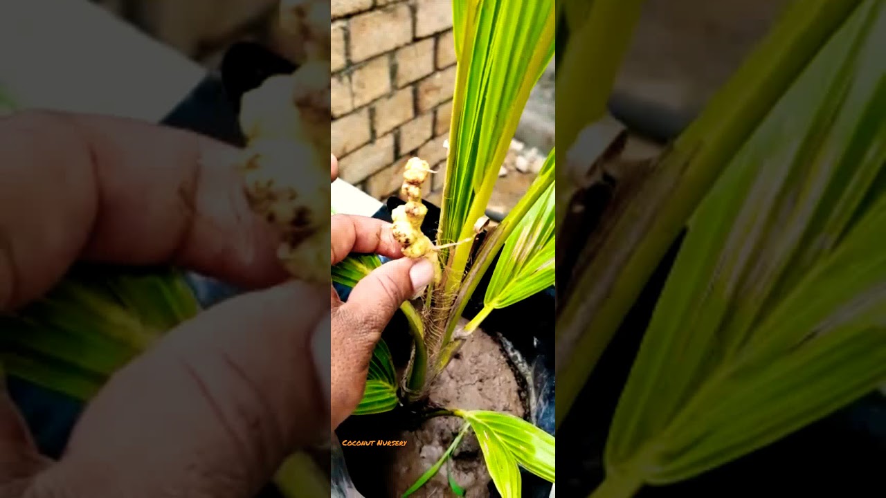 coconut flowers in only six month old plant in our nursery 