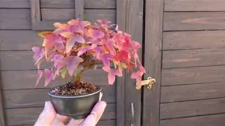 トウカエデ盆栽（唐楓盆栽）Acer buergerianum bonsai #ミニ盆栽