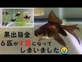 金魚　黒出目金6匹が1匹に。９０ｃｍ水槽から６０ｃｍ水槽（ＧＥＸ　スリムフィルターＬを使用）に移動。／Six goldfish have become one.