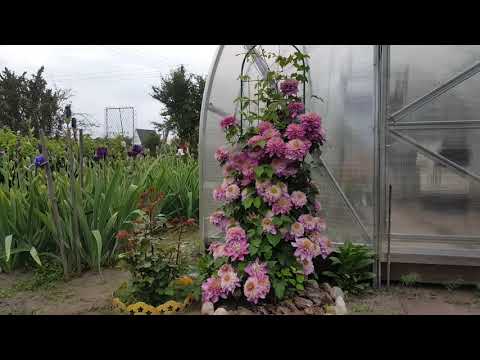 Video: Loj Hlob Clematis