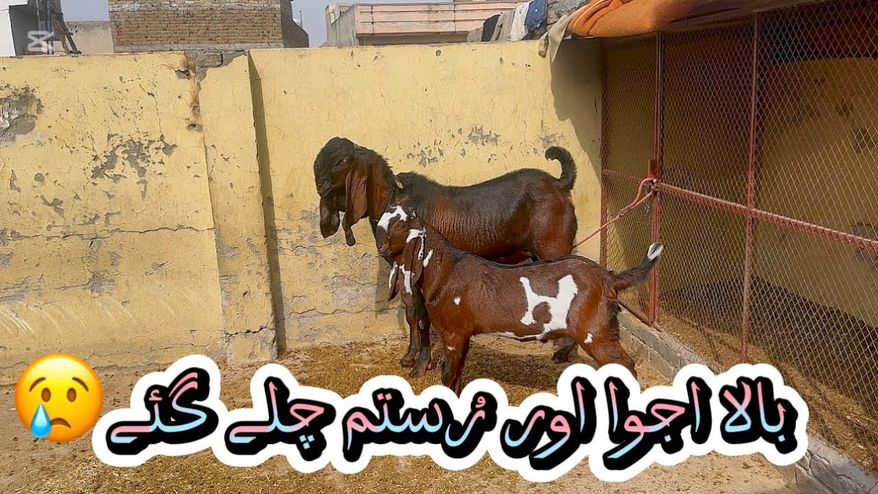 بکریاں چلی گئ😭|| - YouTube