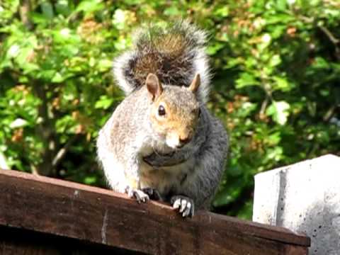 squirrel barking