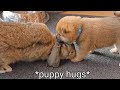 Puppy Loving Bunny [Cutest Reactions Ever]