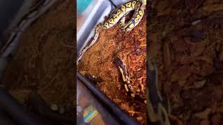 Black Pastel Ball Python #shorts #short #shortvideo #snake #python #wildlife #animals