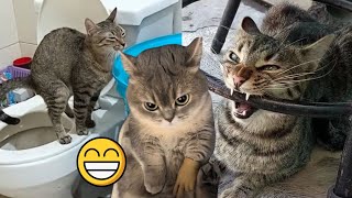 Funny Cats videos #1 😹❗crazy files and fun