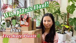 Unboxing Philodendron Pastazanum, Melanochrysum, Anthurium Silver Blush, Syngonium Orm Nak