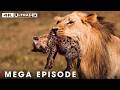 Lion's Deadliest MEGA Episode | No Mercy in the Wild 🦁
