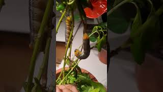 Caterpillar Reaction When Annoyed