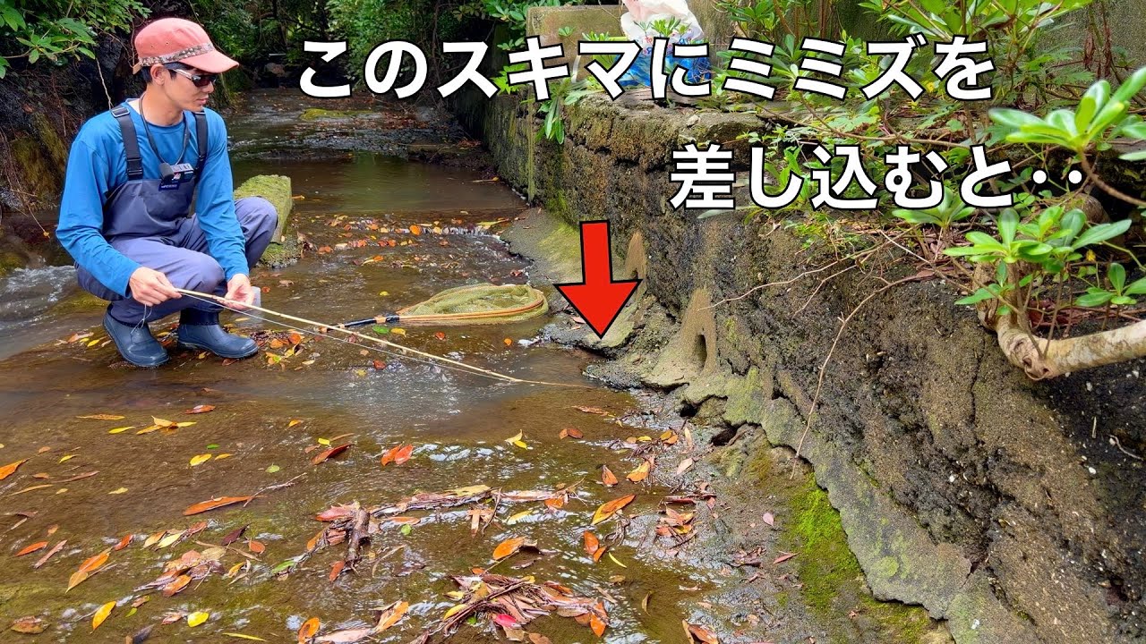 Fishing for eels in 7-centimeter-deep water, just 1 meter away, is