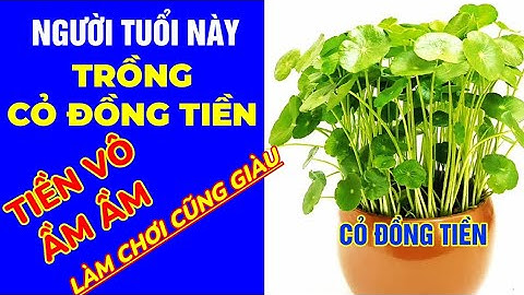 ✅Cỏ Đồng Tiền cây phong thủy mang lại may mắn, tài lộc, tiền vô như thác đỗ, kinh doanh thuận lợi