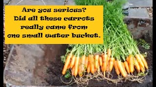 Amazing carrot reveal from a small bucket. All these carrots from such a small bucket Home Grown Veg