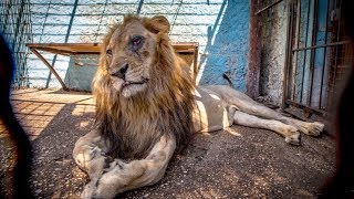 Zoos  from hell in Albania