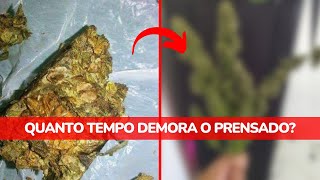 Quanto tempo demora a floração do prensado?