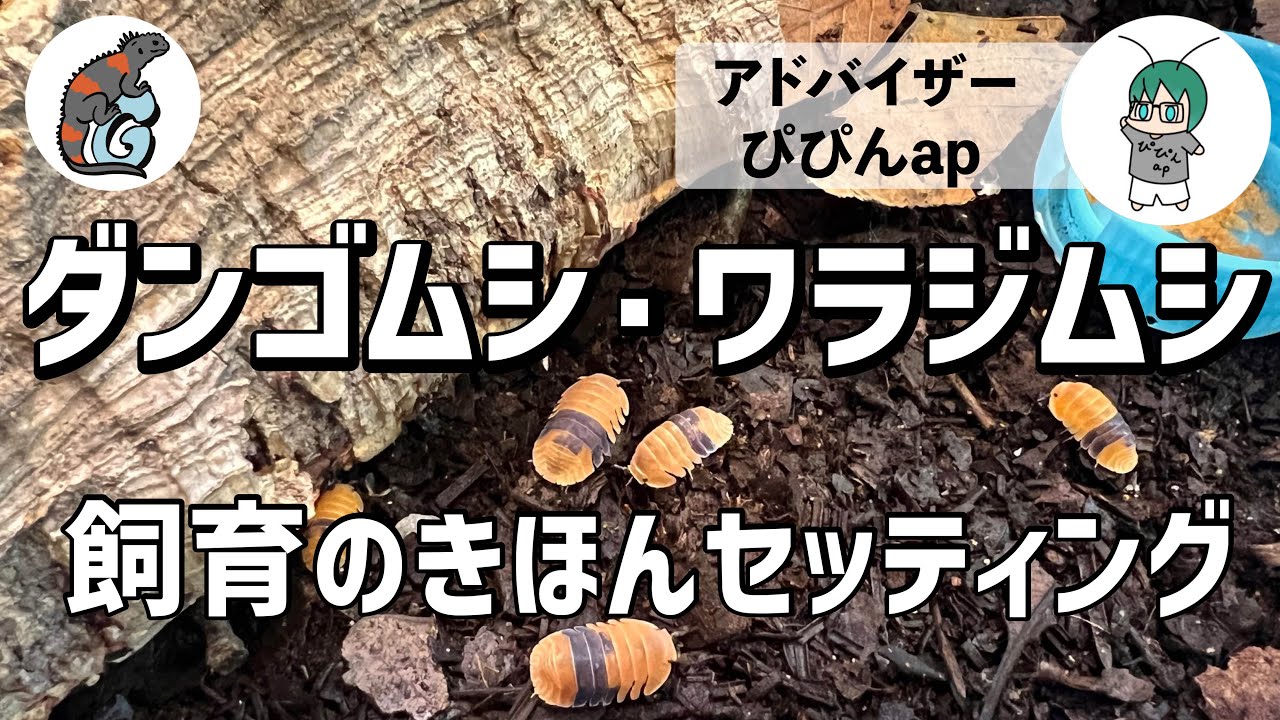 【ダンゴムシ・ワラジムシ飼育の基本セッティング】ぴぴんapに教えてもらったポイントを踏まえて飼育セットを用意しました！