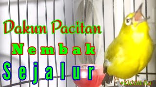 Masteran Dan Pancingan Pleci Dakun Pacitan Nembak Sejalur