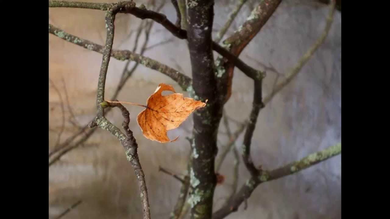 Czerwony Tulipan - Liryk na jesień