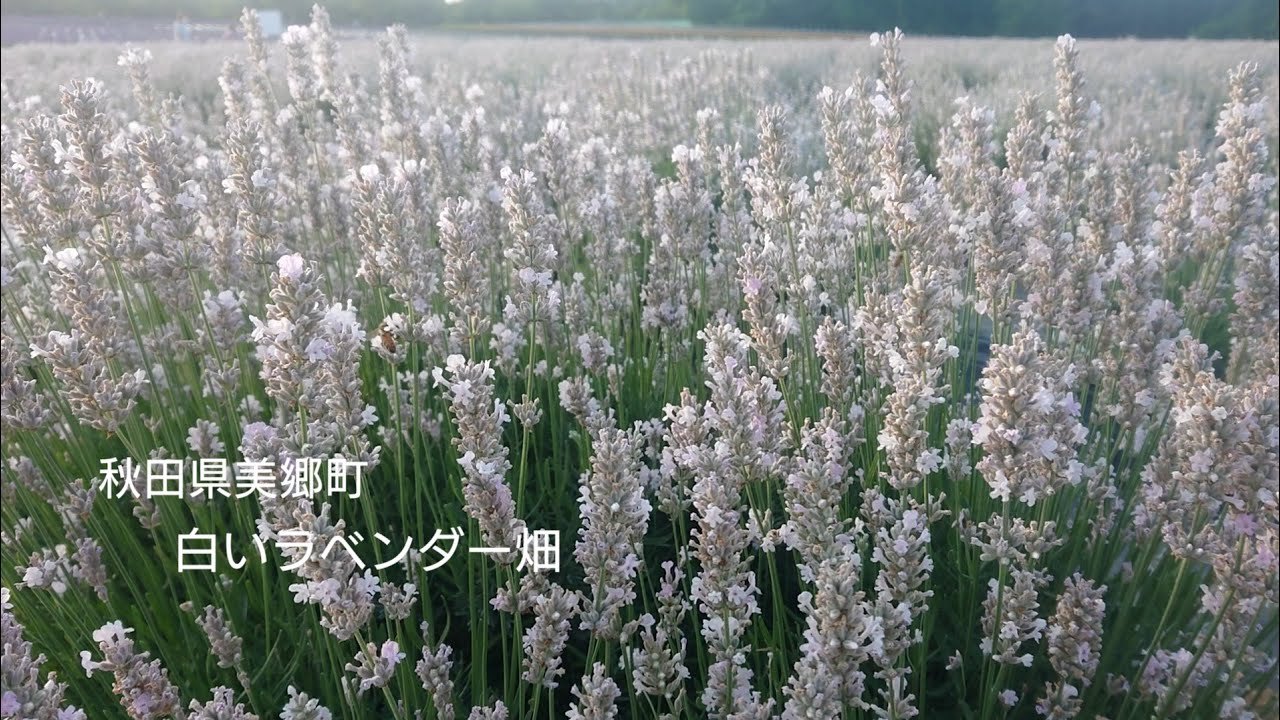 秋田県美郷町 白いラベンダー 美郷雪華 Youtube