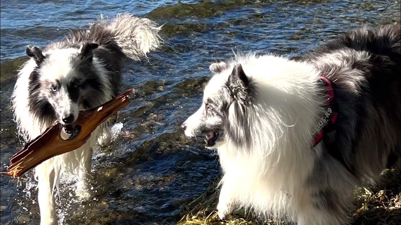 Wine Country Dog Show 2022 YouTube
