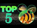 Top 5 Bottom Aquarium Fish