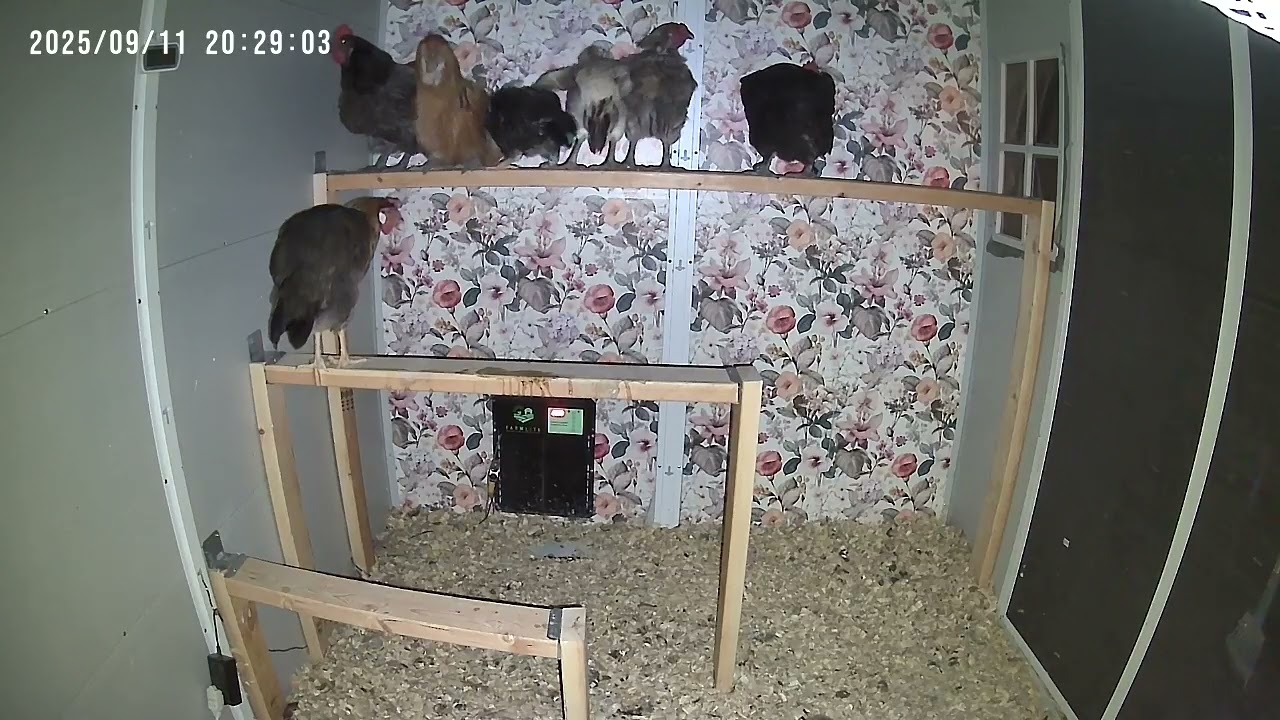 Bedtime for the BarbariHens 2025.09.11