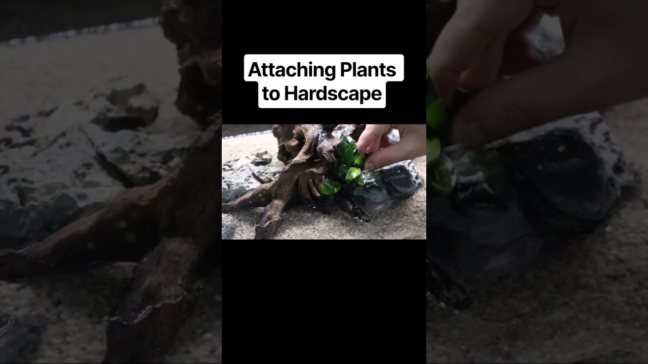 ​How to Super Glue Aquarium Plants to Hardscape!